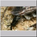 Stylops melittae - Faecherfluegler m47 5mm an Andrena vaga.jpg